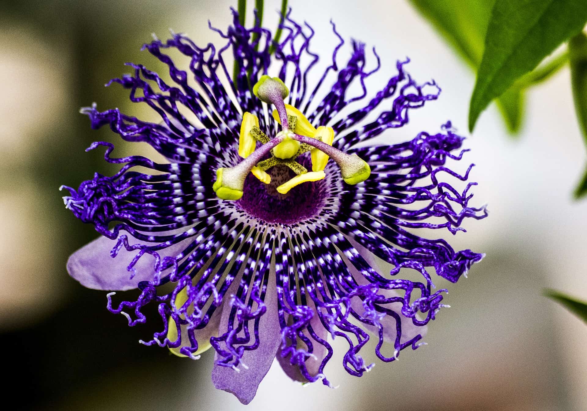 purple passion flower