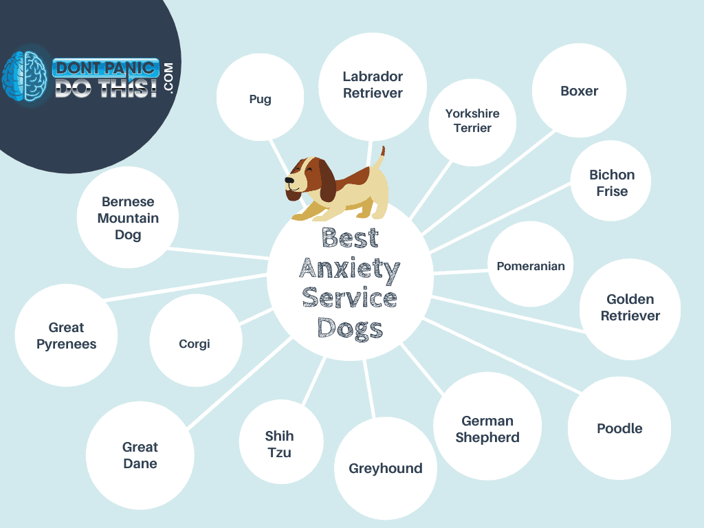 best service dogs for anxiety